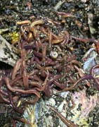 Worm farming products & compost worms in Gosford & Australia