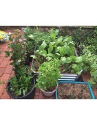 The Garden Plants, Cuttings and Seeds