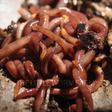 Fishing with European Nightcrawlers: Why ENCs are One of The Best Worms for  Fishing Bait
