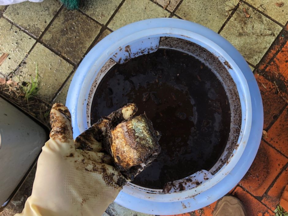 Attempt at making fish hydrolysate fertiliser at home The Little Worm