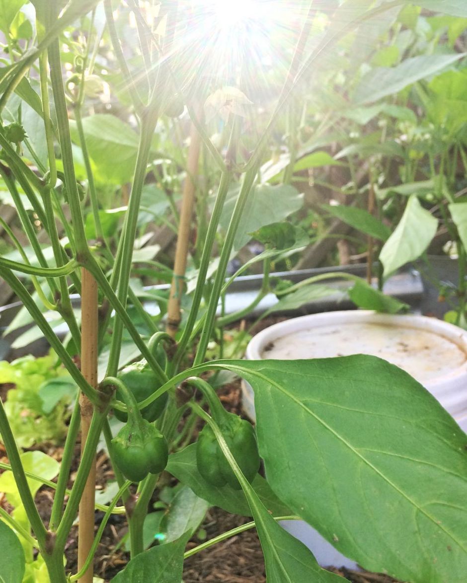 A 5 L bucket on-ground worm bin