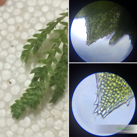 a club moss through the microscope