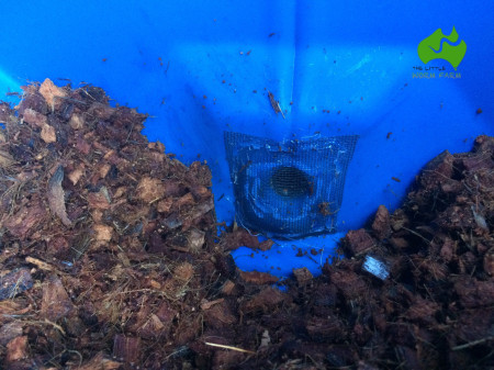 Pantagruel-BSF-compost-bin-05.JPG