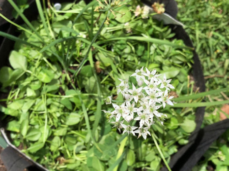 white-clover-mulch-04.jpg