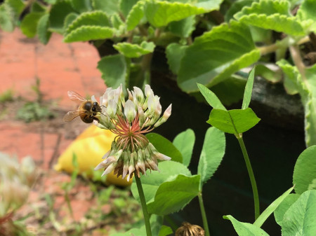 white-clover-flower-bee.jpg