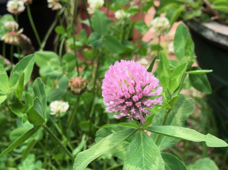 red-clover-mulch.jpg